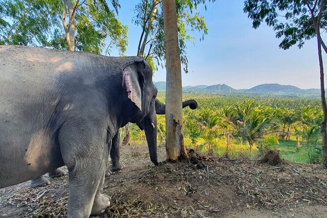 Living Green Elephant Sanctuary Tour from Bangkok and Pattaya - Feeding the Elephants and Hearing Their Stories