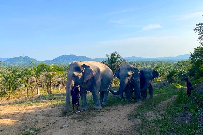 Living Green Elephant Sanctuary Tour from Bangkok and Pattaya - Walking Beside Elephants, Not Riding Them