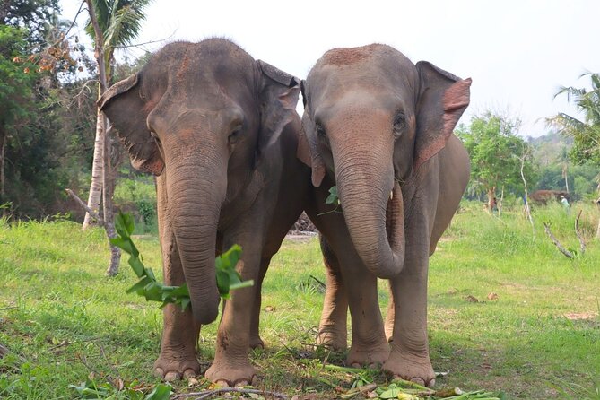 Living Green Elephant Sanctuary Tour from Bangkok and Pattaya - Lunch After the Elephant Activities
