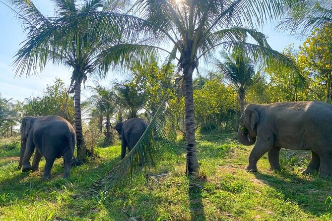 Living Green Elephant Sanctuary Tour from Bangkok and Pattaya - Is $55 a Fair Price?