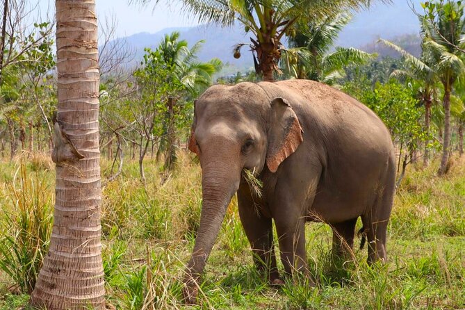 Living Green Elephant Sanctuary Tour from Bangkok and Pattaya - Who Will Enjoy This Most