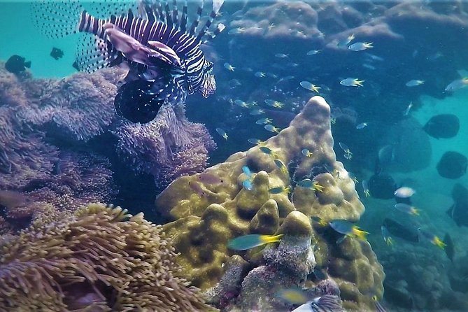 Local Reef Snorkelling and Deserted Beach - Key points at a glance