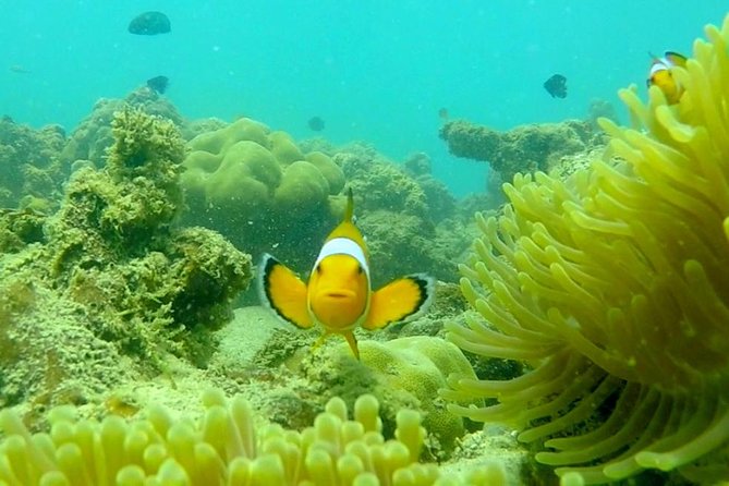 Local Reef Snorkelling and Deserted Beach - What the $101.05 price includes