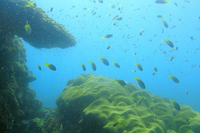 Local Reef Snorkelling and Deserted Beach - Who should book this experience