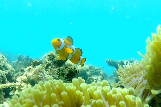 Local Reef Snorkelling and Deserted Beach - Practical tips for a smoother day