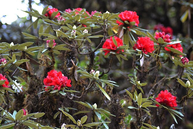 Mount Doi Inthanon National Park Sunrise and Hiking - What the $126.51 price really buys