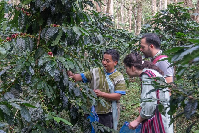 Off the Map Chiang Mai Jungle Coffee Trek Roast and Brew - What the $123.87 price includes