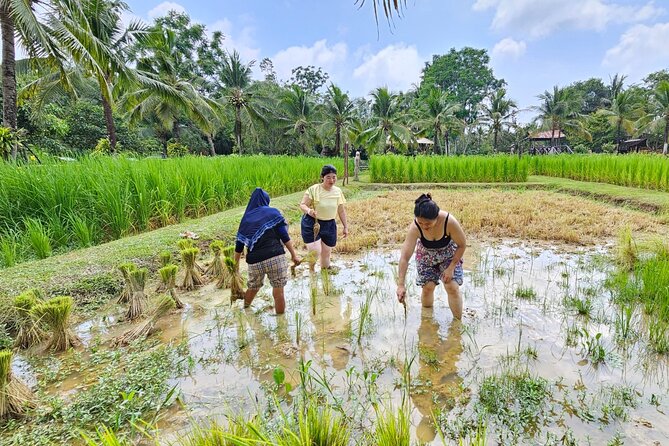 Old Phuket Farm Ticket - Countryside Local Life Culture - Why Old Phuket Farm makes a useful break from beach Phuket