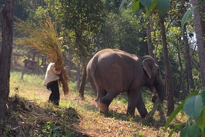 One day Elephants in Nature Experience & Grand Canyon Jumping - Key points before you book