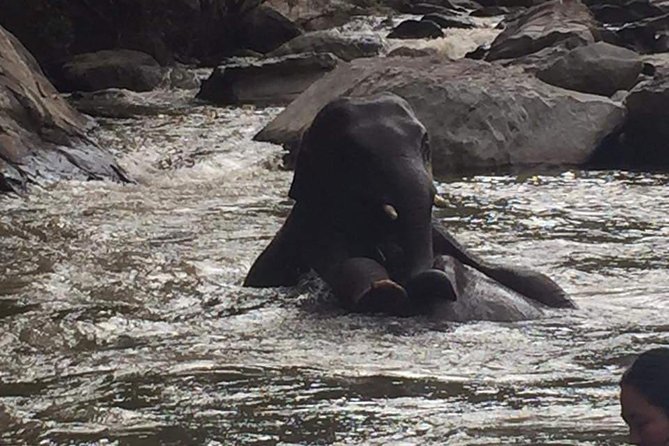 One day Elephants in Nature Experience & Grand Canyon Jumping - Why this Chiang Mai day trip works