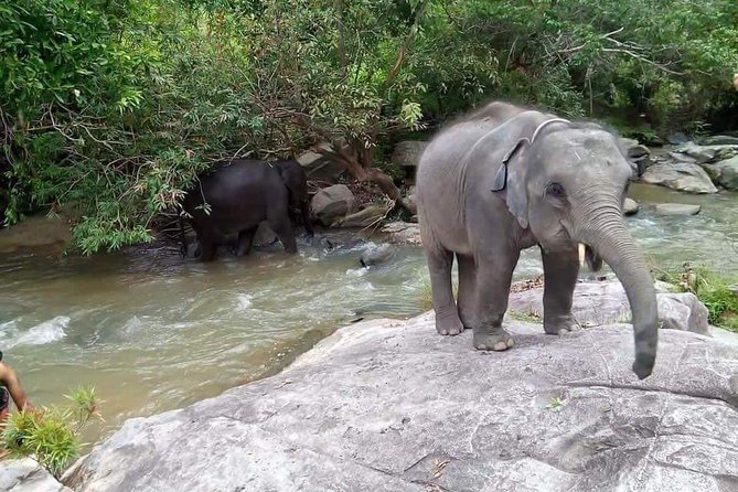 One day Elephants in Nature Experience & Grand Canyon Jumping - Should you book it?