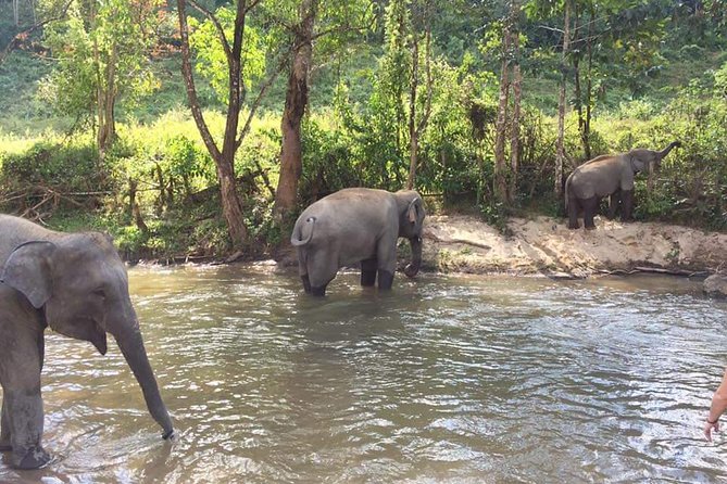 One day Elephants in Nature Experience & Grand Canyon Jumping - The 90-minute road into rural Chiang Mai