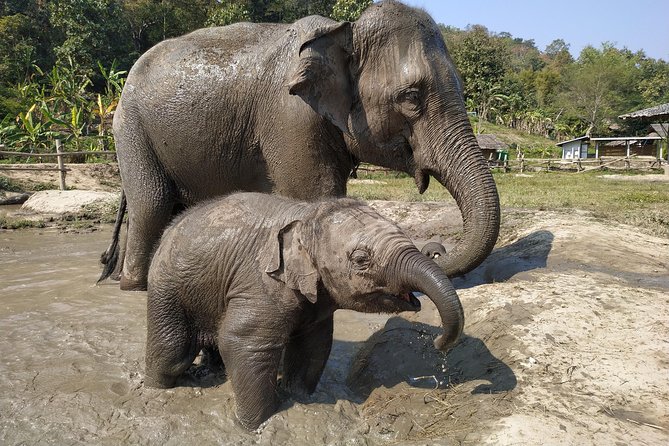 One Day Hiking and Elephant experience by Chiang Mai Elephant Home - Why this Chiang Mai day trip works well