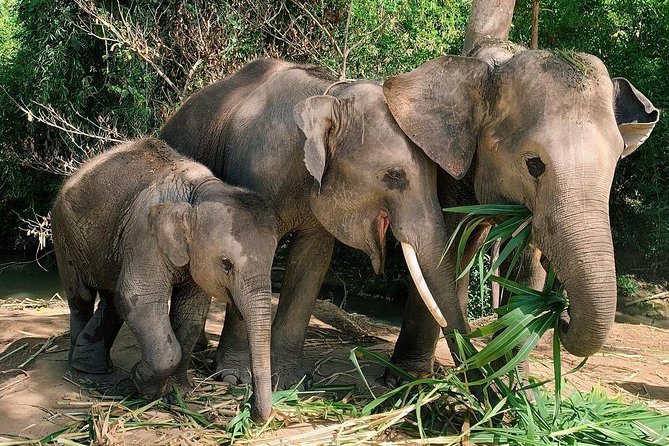 One Day Hiking and Elephant experience by Chiang Mai Elephant Home - Changing into camp uniforms