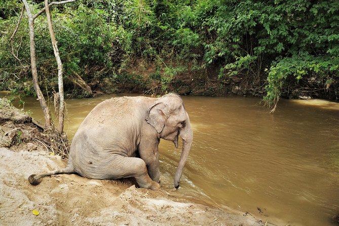One Day Hiking and Elephant experience by Chiang Mai Elephant Home - Thai buffet lunch and fresh fruit