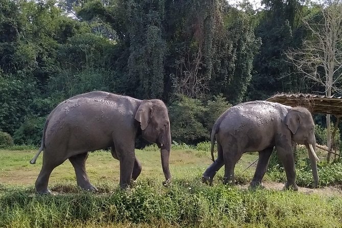 One Day Hiking and Elephant experience by Chiang Mai Elephant Home - Meeting the elephants with their mahouts