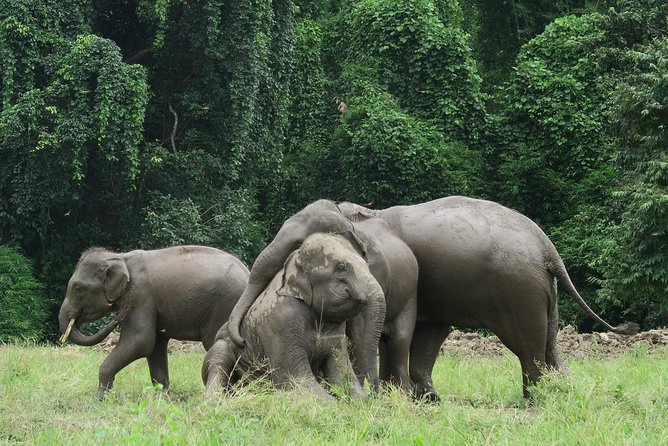 One Day Hiking and Elephant experience by Chiang Mai Elephant Home - What the $93.61 price includes