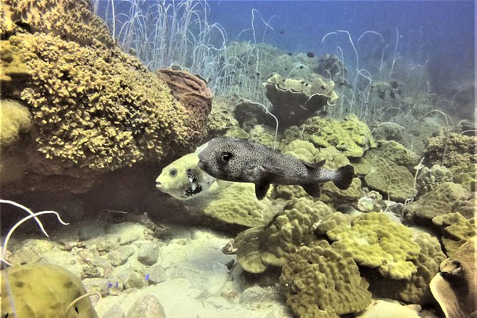 PADI Discover Scuba Dive Experience - PADI credit gives the experience a practical purpose