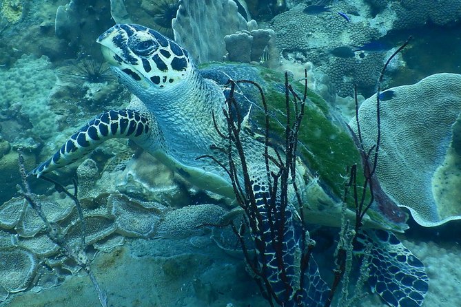 PADI Discover Scuba Dive Experience - What happens during the one-hour pool session