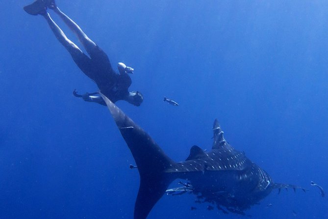 Padi Freediver, learn how to freedive and get your first license (at Koh Chang) - Should you book the PADI Freediver course in Koh Chang?