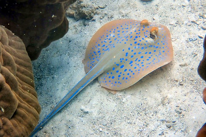 Padi open water diver course (Start at Ko Kut) - Food, drinks, transfers, and insurance