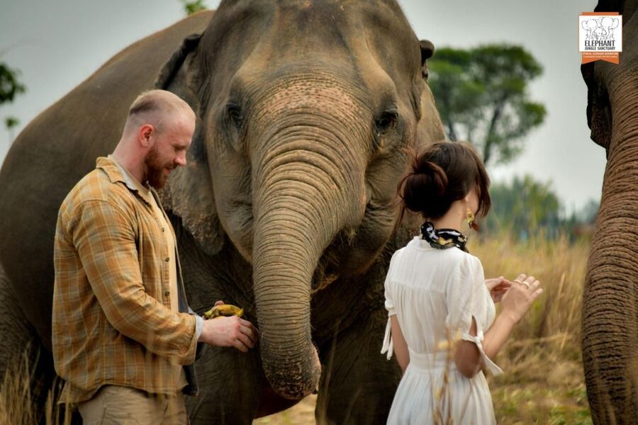 Pattaya: Elephant Jungle Sanctuary Feeding Experience - Feeding the elephants, one trunk at a time