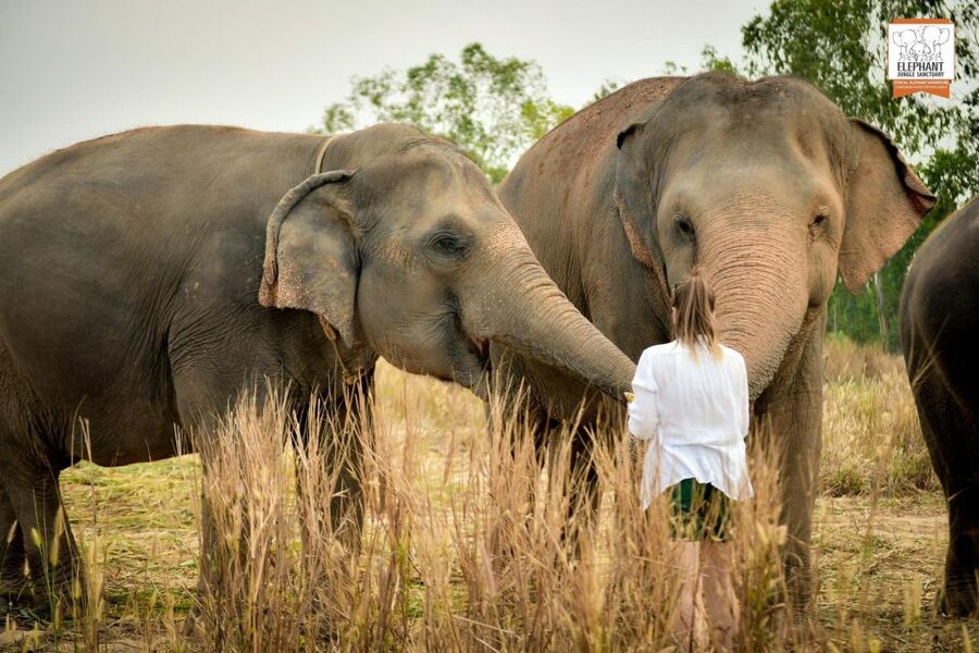 Pattaya: Elephant Jungle Sanctuary Feeding Experience - What the guide adds to the visit