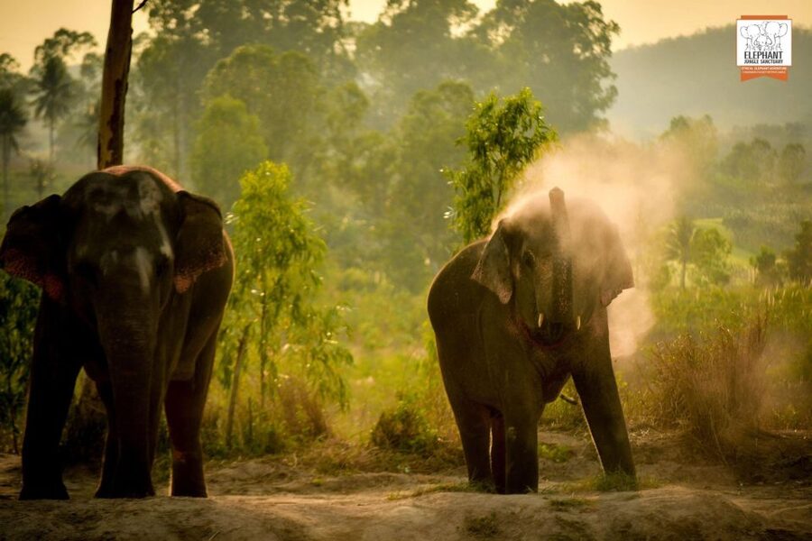Pattaya: Elephant Jungle Sanctuary Feeding Experience - What the $28 price includes