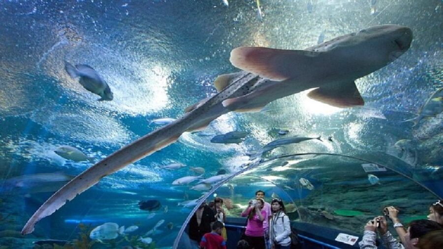 Pattaya: Underwater World Pattaya Aquarium Admission Ticket - Key points to know before you go