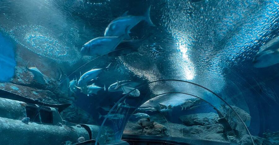 Pattaya: Underwater World Pattaya Aquarium Admission Ticket - Walking through Pattaya’s underwater tunnel