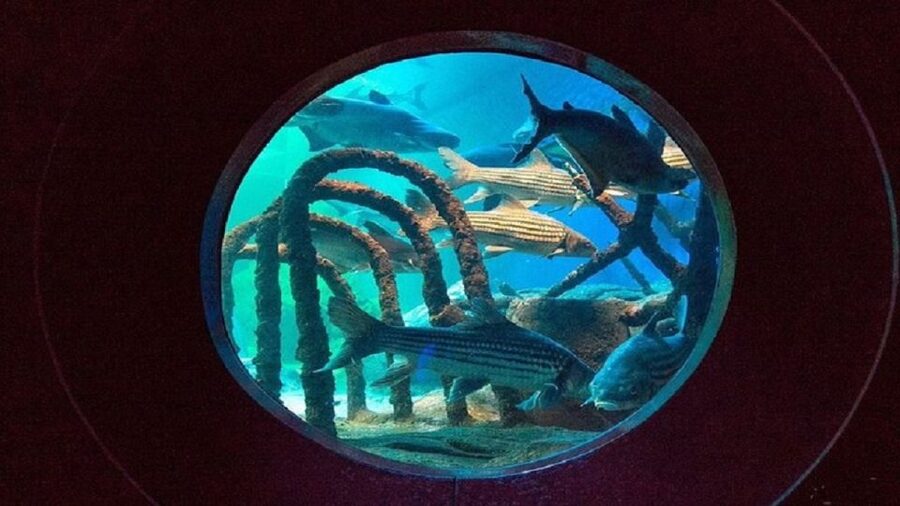 Pattaya: Underwater World Pattaya Aquarium Admission Ticket - The Siam Giant Zone and the scale of freshwater life