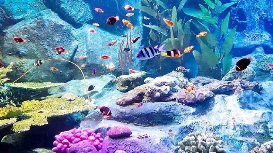 Pattaya: Underwater World Pattaya Aquarium Admission Ticket - Jellyfish under controlled conditions