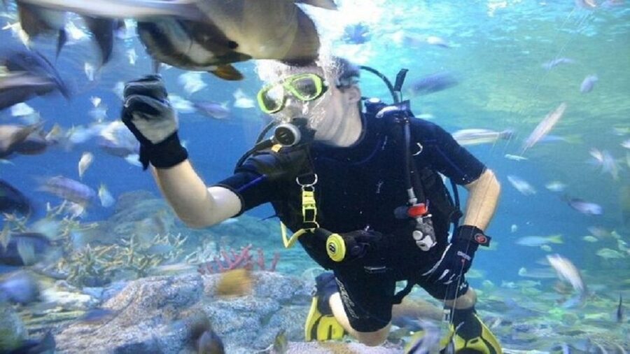 Pattaya: Underwater World Pattaya Aquarium Admission Ticket - The $8 price and what you receive