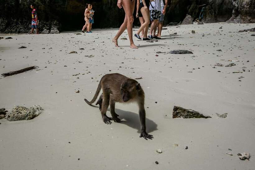 Phi Phi: 7 Islands longtail boat with Sunset and Plankton - Loh Moo Dee, Run Tee, and the beaches that may be shortened