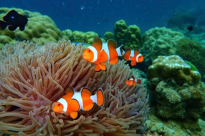 Phi Phi & Bamboo Islands Snorkeling Tour w/ Fins by Speedboat - Lunch with a view on Phi Phi Don
