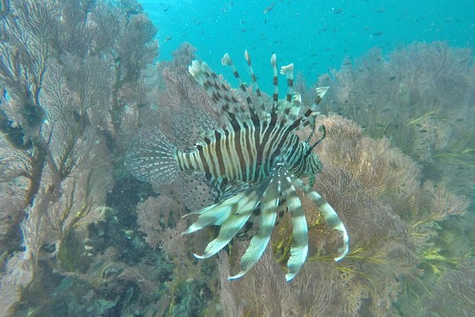 Phi Phi Early Bird & 4 Islands - Day Tour by Speedboat From Krabi - Bamboo Island and lunch on the beach