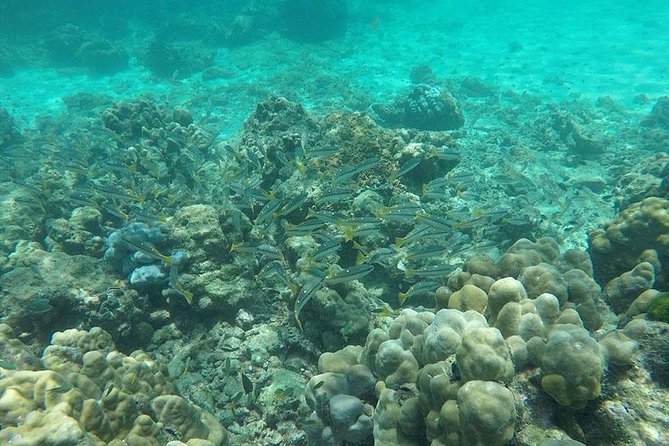 Phi Phi Islands One Day Tour by Speedboat From Phuket - Maya Bay and the famous film setting