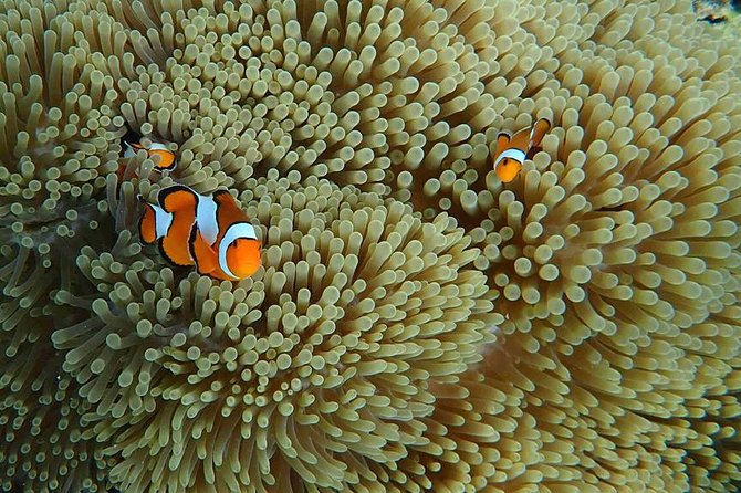 Phi Phi, Maiton, Khai Island Sunset Romantic Trip By Phuket Seahorse Marine - What the $146.65 price really covers