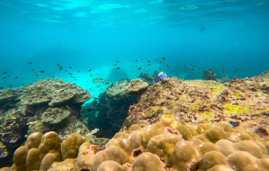 Phi Phi: Morning Speedboat Tour to Maya Bay with Snorkel - The five things that matter most