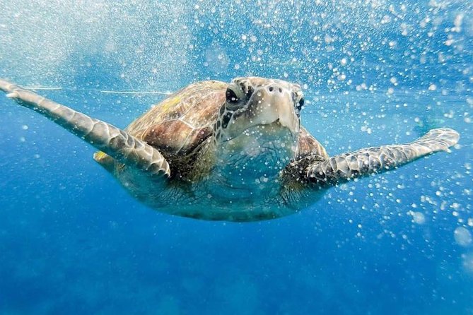 Phi Phi Tour from Krabi , Semi-Private Tour only 12 Guests - Key points at a glance