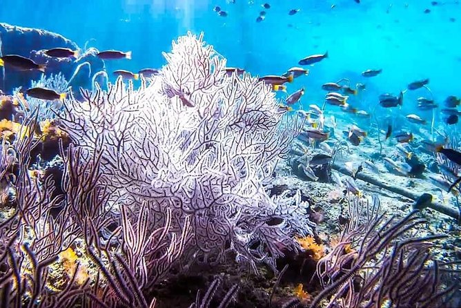 Phi Phi Tour from Krabi , Semi-Private Tour only 12 Guests - Bamboo Island: the day’s best place to slow down