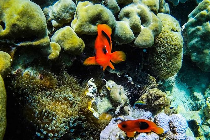 Phi Phi Tour from Krabi , Semi-Private Tour only 12 Guests - Pileh Bay: cliffs, clear water, and another swim