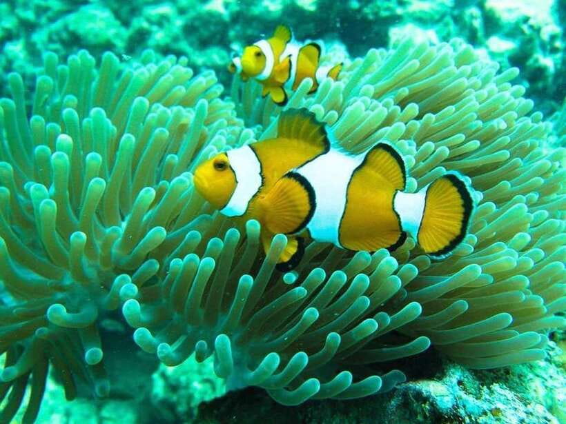 Phuket: 3 Khai Islands Relax & Snorkeling Half/Full Day Tour - Khai Nai Island: the best all-round first stop