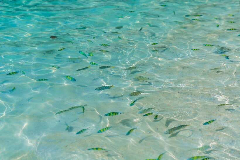 Phuket: 3 Khai Islands Relax & Snorkeling Half/Full Day Tour - Half-day or full-day: which schedule makes sense?
