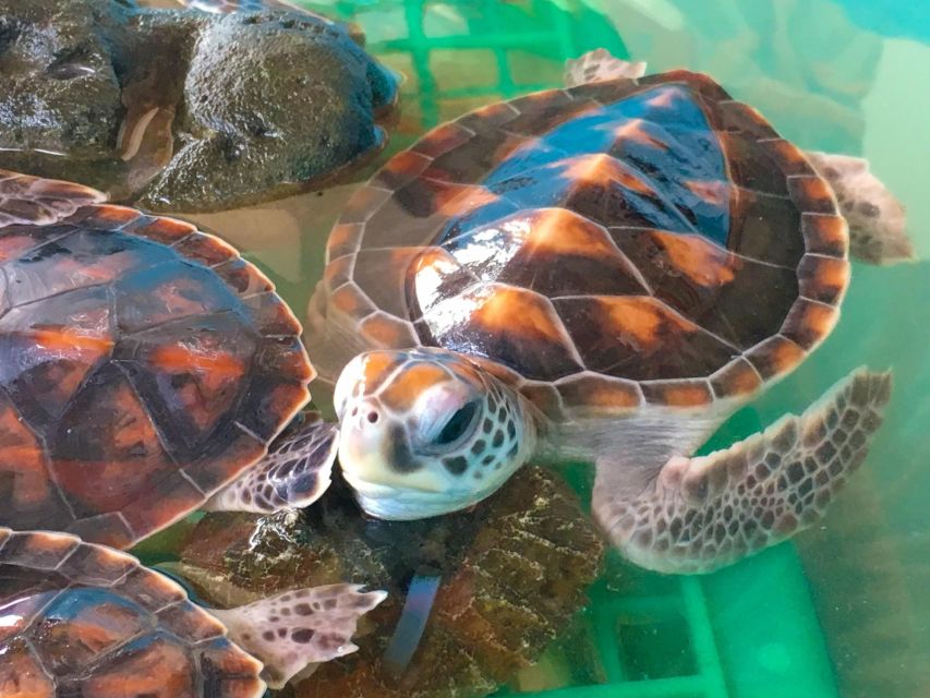 Phuket: Bamboo Rafting, Monkey Cave, and ATV Option - The Sea Turtle Conservation Center