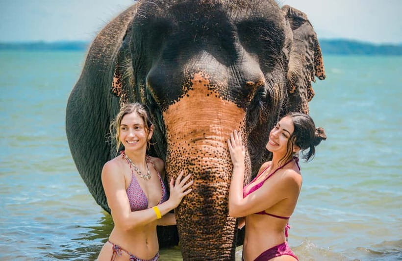 Phuket:Beach walk with elephants, rain & care. 2.5 hours - Feeding time puts you close to the elephants