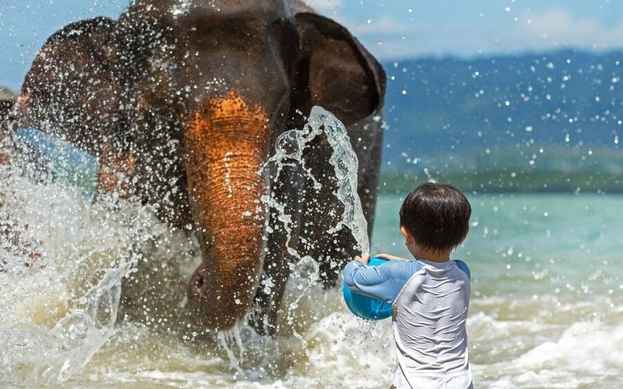 Phuket:Beach walk with elephants, rain & care. 2.5 hours - What the $59 price really includes