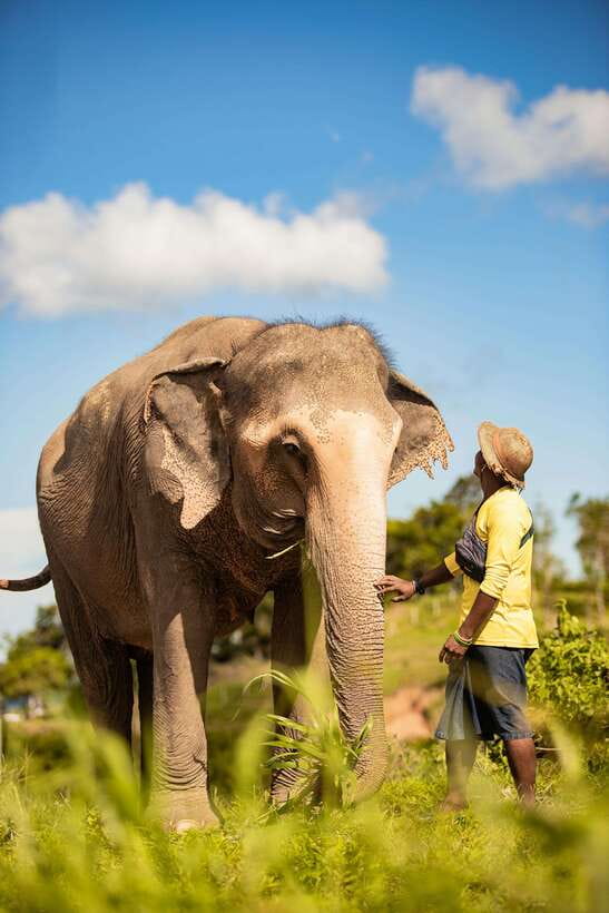 Phuket: Bukit Elephant Park Sanctuary Walk and Feed Tour - Key points to know before you go