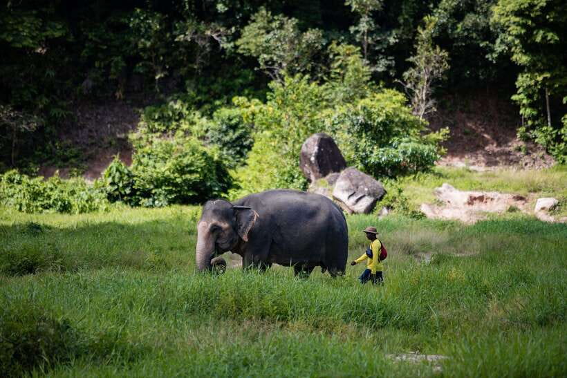 Phuket: Bukit Elephant Park Sanctuary Walk and Feed Tour - Arriving at the sanctuary