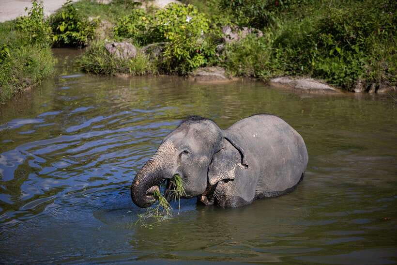 Phuket: Bukit Elephant Park Sanctuary Walk and Feed Tour - Walking beside elephants in their own routine